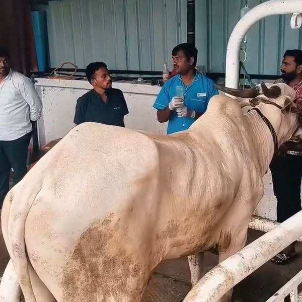 Buffaloes