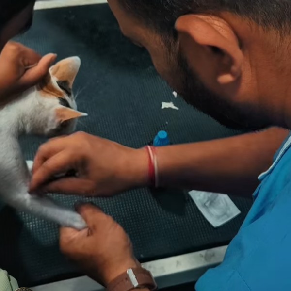 Cats