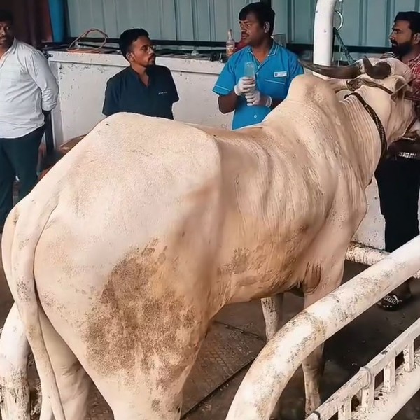 Cows