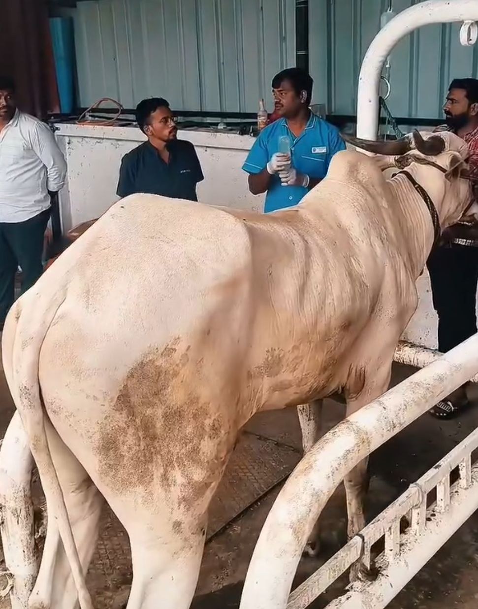 Large Animal & Bovine Care
